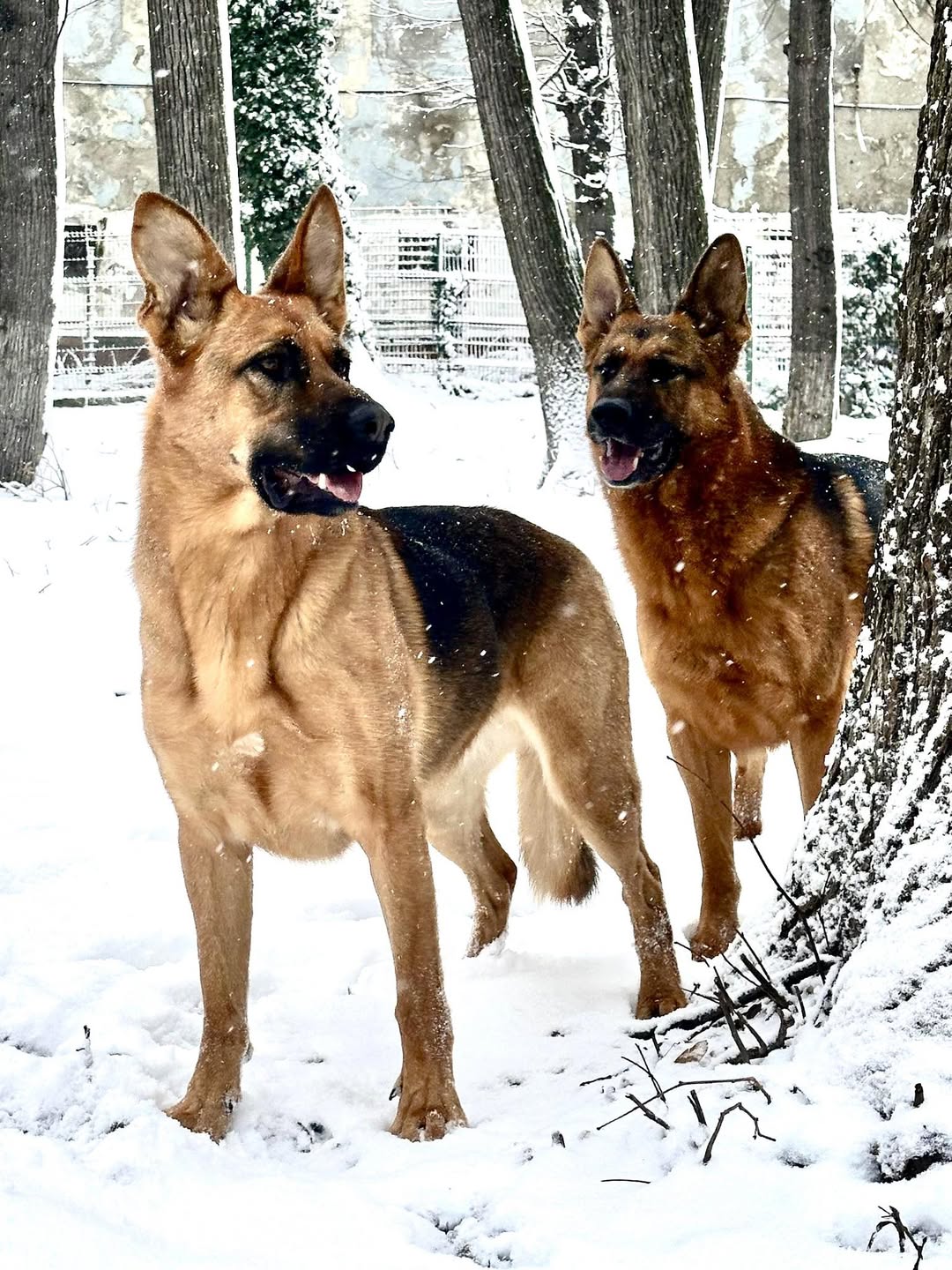 Utilizator își împărtășește entuziasmul pentru zăpadă