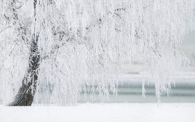 winter-1367153_1280.jpg - JurnalDirect