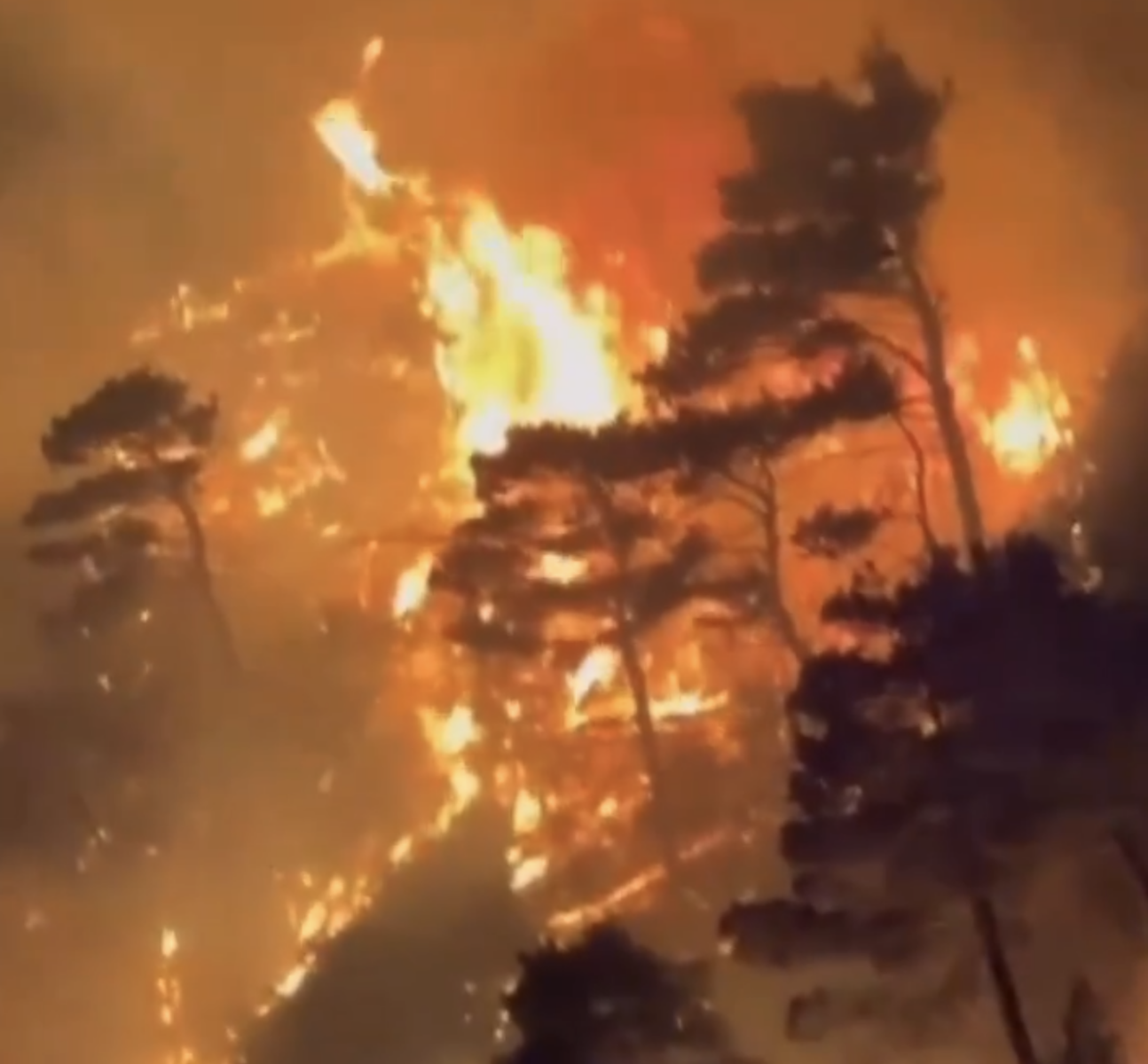Fumul provenit din incendiile de pădure din Statele Unite a ucis anual peste 24.000 de americani între 2006 și 2020, relevă un studiu recent care subliniază urgent nevoie de o schimbare profundă în politicile climatice ale țării