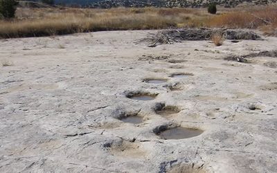 Un fenomen fascinant în lumea paleontologiei: urmele de pași ale dinozaurilor dezvăluite recent În lumea fascinantă a științei, urmele de pași ale dinozaurilor reprezintă o fereastră unică către trecut