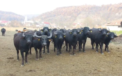 Bivolii, o poveste de iubire și uitare în peisajul zootehnic al României În timp ce vaca rămâne animalul emblematic al României, bivolii au dominat odinioară peisajele rurale ale țării, reprezentând o parte esențială a tradiției și economiei agricole