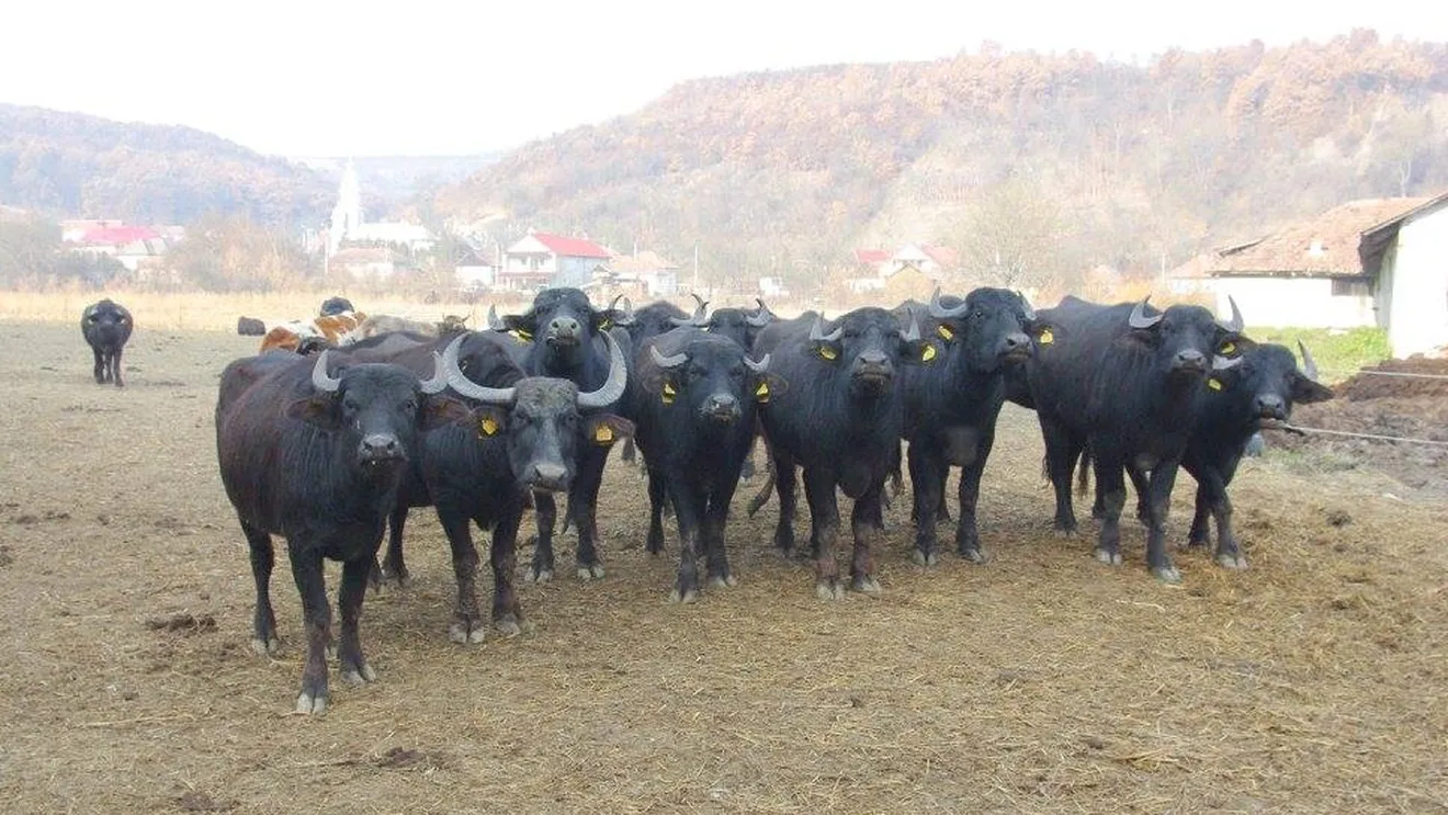 Bivolii, o poveste de iubire și uitare în peisajul zootehnic al României În timp ce vaca rămâne animalul emblematic al României, bivolii au dominat odinioară peisajele rurale ale țării, reprezentând o parte esențială a tradiției și economiei agricole