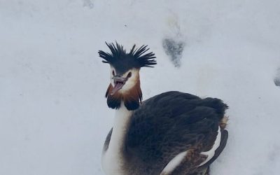 Un corcodel adult, salvat din zăpadă de un polițist local din București Un incident neașteptat a avut loc zilele trecute pe Șoseaua Olteniței din București, unde un exemplar adult de corcodel (Podiceps cristatus), o specie protejată și extrem de importantă pentru biodiversitatea acvatică, a fost salvat de un polițist local într-un mod neașteptat, dar esențial pentru protejarea vieții acestei păsări