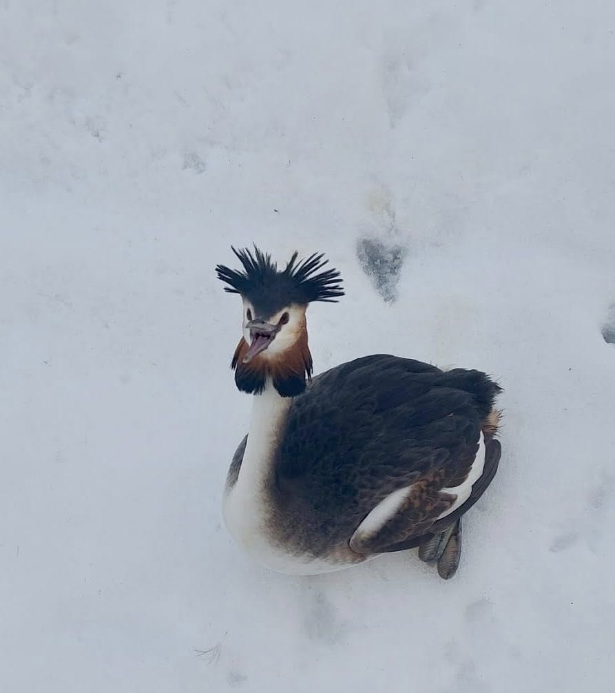 Un corcodel adult, salvat din zăpadă de un polițist local din București Un incident neașteptat a avut loc zilele trecute pe Șoseaua Olteniței din București, unde un exemplar adult de corcodel (Podiceps cristatus), o specie protejată și extrem de importantă pentru biodiversitatea acvatică, a fost salvat de un polițist local într-un mod neașteptat, dar esențial pentru protejarea vieții acestei păsări