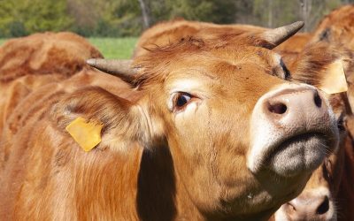 Un caz de rabie confirmat în Vrancea ridică semne de întrebare privind controlul și prevenția bolilor zoonotice în fermele mici și nereglementate Anunțul oficial privind confirmarea unui focar de rabie într-o exploatație nonprofesională din comuna Păuneşti, județul Vrancea, a atras imediat atenția autorităților sanitare din regiune