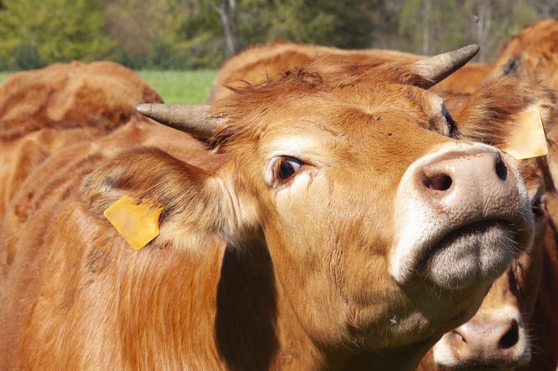 Un caz de rabie confirmat în Vrancea ridică semne de întrebare privind controlul și prevenția bolilor zoonotice în fermele mici și nereglementate Anunțul oficial privind confirmarea unui focar de rabie într-o exploatație nonprofesională din comuna Păuneşti, județul Vrancea, a atras imediat atenția autorităților sanitare din regiune