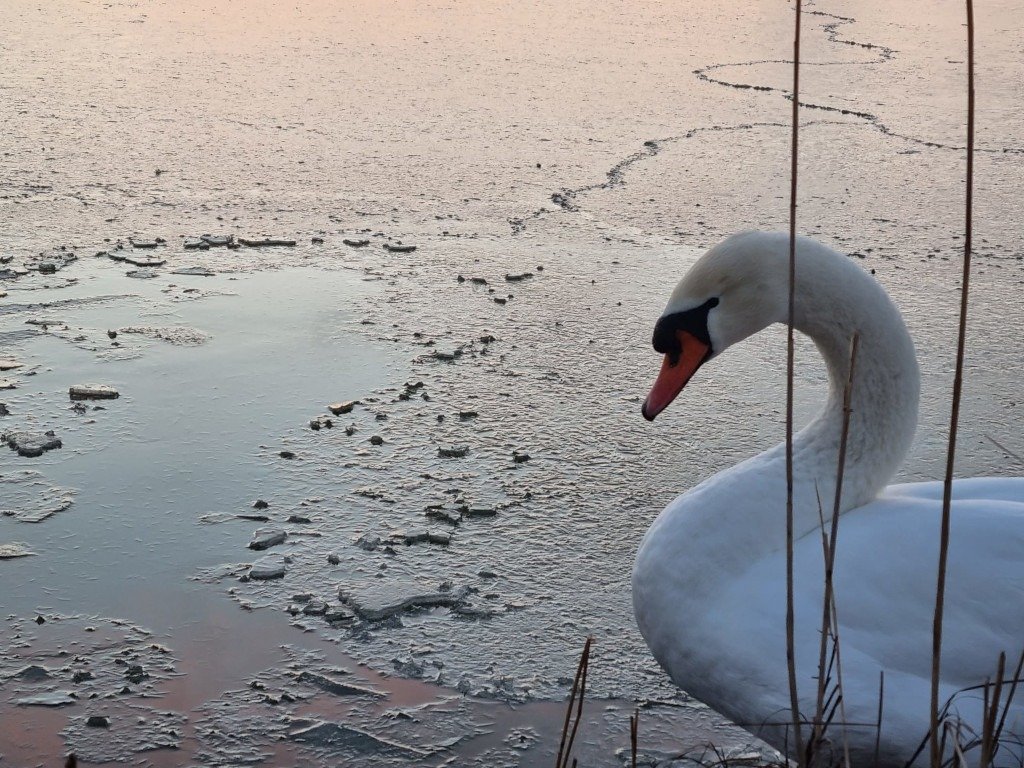 Zeci de lebede înghețate pe râul Prut sunt hrănite cu boabe de porumb de către localnici, într-un gest de solidaritate menită să le ajute să depășească rigorile iernii