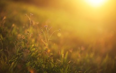 Vreme de primăvară în plin, la sfârșit de i februarie, în sud-vestul Franței, unde temperaturile au atins praguri inedite pentru această perioadă a anului