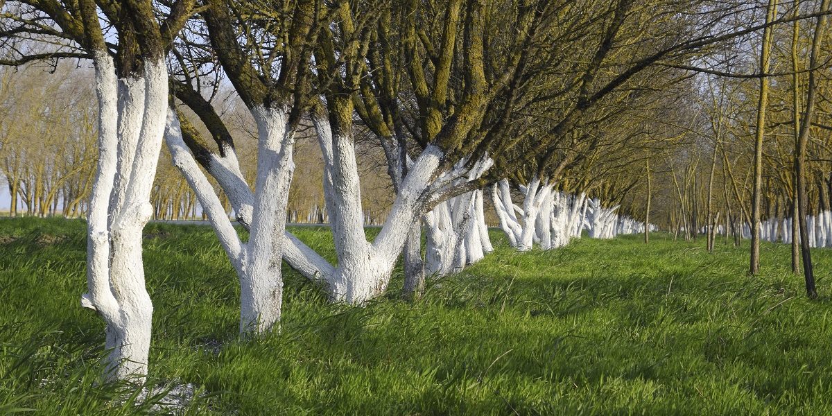 Perioada ideală pentru văruirea pomilor fructiferi primăvara și ingredientele naturale pentru durabilitate