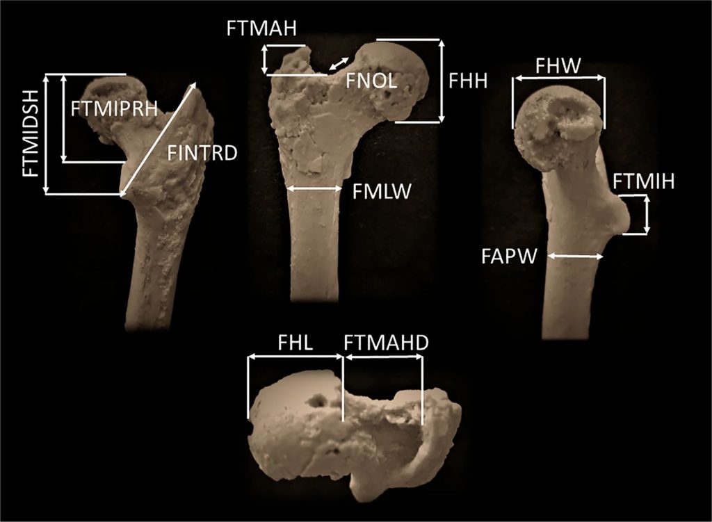 Un nou capitol în înțelegerea originilor noastre umane: cercetări recente sugerează că cel mai vechi strămoș al oamenilor ar fi putut trăi în Europa, mai precis în zona Balcanilor, și nu în Africa, așa cum s-a crezut până acum