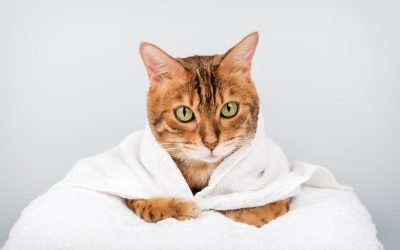 Cele mai energice rase de pisici: feline active și jucăușe