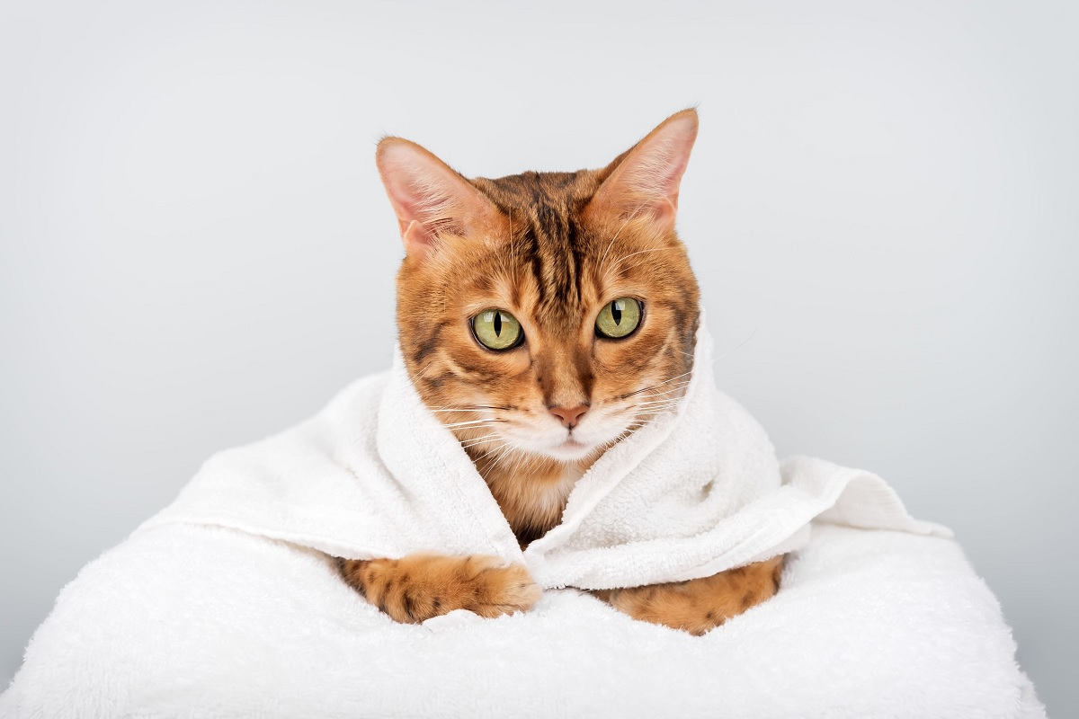 Cele mai energice rase de pisici: feline active și jucăușe