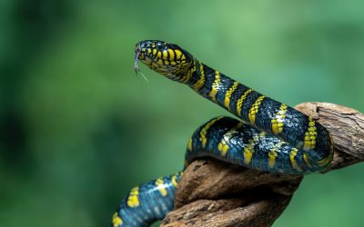 Șerpii se pot ridica fără membre? Cercetătorii au descoperit adevărul