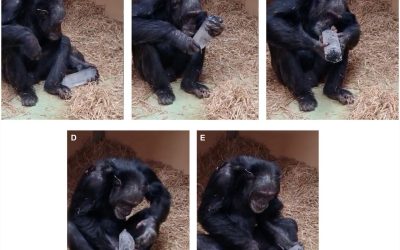 De la acum aproape 800.000 de ani, cristalele au fost găsite adesea în situri arheologice alături de rămășițe umane sau hominini, însă comportamentul lor pare să fi fost diferit de cel pentru care le folosim astăzi: nu ca arme, unelte sau bijuterii