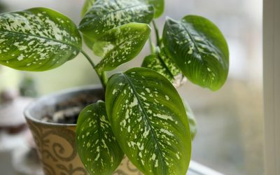 Alegerea poziției ideale pentru plantele de interior: sfaturi esențiale pentru o grădină de apartament sănătoasă Plantele de interior pot transforma orice locuință într-un colț de natură, dar pentru a-și păstra frumusețea și sănătatea, acestea trebuie amplasate corect