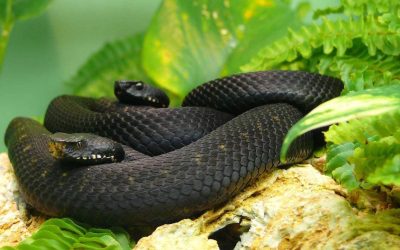 Prezența șerpilor în curțile românești devine tot mai frecventă, mai ales în sezonul cald, iar oamenii dețin un rol important în gestionarea acestei probleme