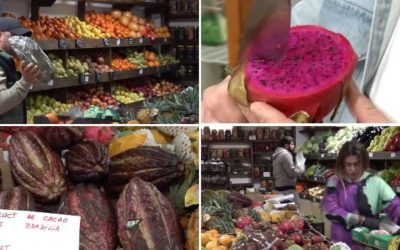 Într-un sat liniștit din județul Iași, o familie a reușit să transforme tradiționalul agricol într-o afacere inedită, profitând de trendul ascendent al fructelor exotice în România