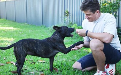 Un caz revoluționar în domeniul medicinei veterinare și al cercetării genetice a stârnit recent interesul comunității științifice internaționale: un câine a beneficiat de un tratament personalizat bazat pe inteligența artificială, obținând o îmbunătățire semnificativă a calității vieții