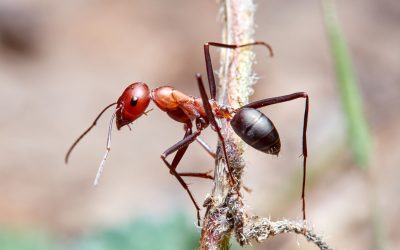 Poluarea aerului nu afectează doar oamenii și mediul înconjurător, ci și cele mai mici ființe din biodiversitate, inclusiv furnicile