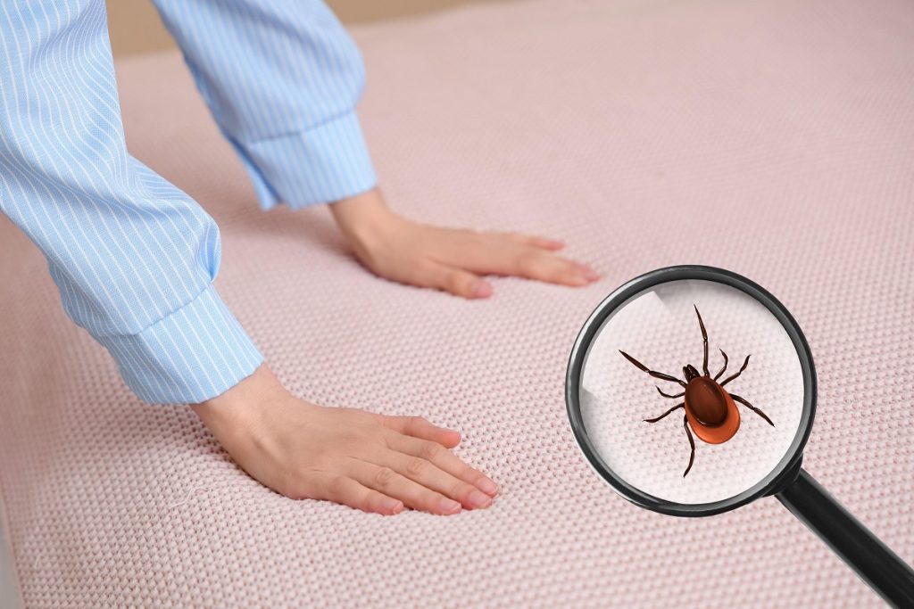 Ploșnițele de pat devin tot mai dificil de combatut odată ce se strecoară în colțurile nevăzute ale locuinței