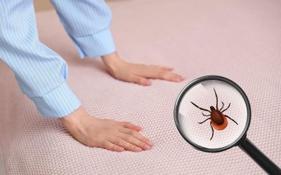 Ploșnițele de pat devin tot mai dificil de combatut odată ce se strecoară în colțurile nevăzute ale locuinței