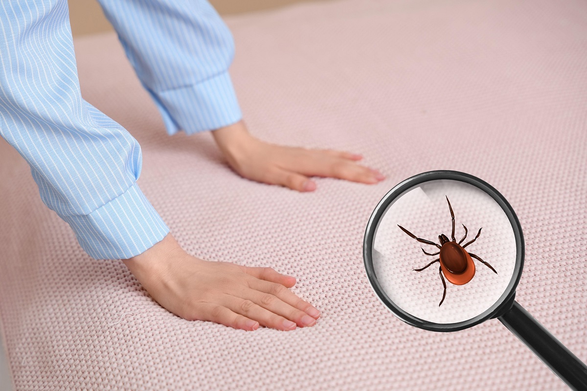 Ploșnițele de pat devin tot mai dificil de combatut odată ce se strecoară în colțurile nevăzute ale locuinței