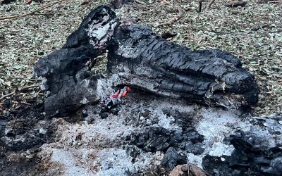 Aviation alertă la granița cu Ucraina: avioanele românești au avut drept de tragere, anunță ministrul Apărării Tensiunile din regiunea est-europeană continuă să pună în alertă forțele militare românești