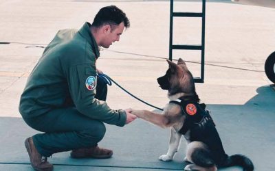 Tragedie în rândul militarelor române, un erou a murit încercând să salveze un câine Un incident extrem de trist a zguduit marți baza aeriană de la 86 Aeriană „Locotenent Aviator Gheorghe Mociorniță”, unde un pilot al Forțelor Aeriene Române și-a pierdut viața în timp ce acționa cu curaj pentru a salva un animal aflat în pericol