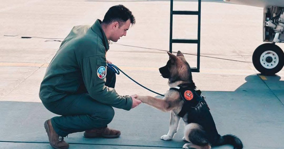 Tragedie în rândul militarelor române, un erou a murit încercând să salveze un câine Un incident extrem de trist a zguduit marți baza aeriană de la 86 Aeriană „Locotenent Aviator Gheorghe Mociorniță”, unde un pilot al Forțelor Aeriene Române și-a pierdut viața în timp ce acționa cu curaj pentru a salva un animal aflat în pericol