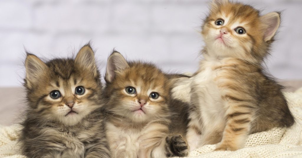 Pisicile, aliați neașteptați în lupta împotriva cancerului uman: o descoperire revoluționară în genetică Într-o dezvoltare ce promite să revoluționeze înțelegerea și tratamentul cancerului, cercetătorii au descoperit că aceste feline elegante ar putea avea un rol crucial în combaterea acestei boli devastatoare