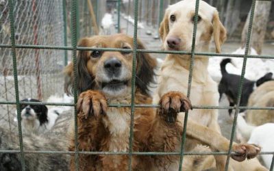 Poliția Prahova a efectuat astăzi o serie de percheziții în cadrul unei anchete ce vizează presupuse eutanasieri ilegale de câini, într-un dosar care ar putea zgudui cadrul organizațiilor de protecție a animalelor și autorităților locale implicate în gestionarea situației canine din zonă