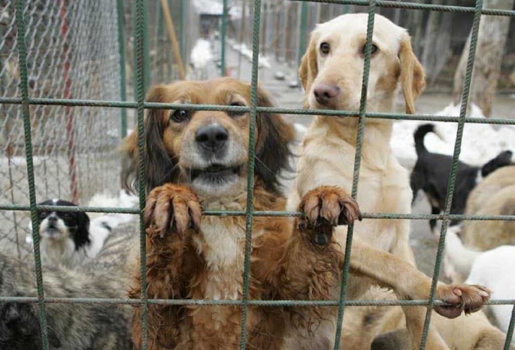 Poliția Prahova a efectuat astăzi o serie de percheziții în cadrul unei anchete ce vizează presupuse eutanasieri ilegale de câini, într-un dosar care ar putea zgudui cadrul organizațiilor de protecție a animalelor și autorităților locale implicate în gestionarea situației canine din zonă