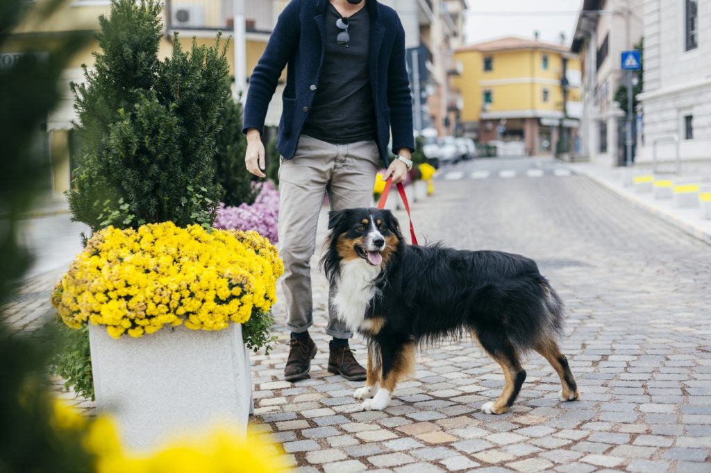 Amendă pentru nespălat după câine pe domeniul public