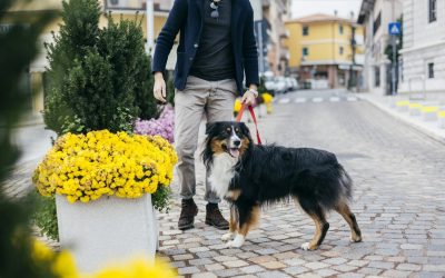 Amendă pentru nespălat după câine pe domeniul public