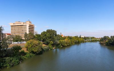 Animal sălbatic observat frecvent în oraș din România