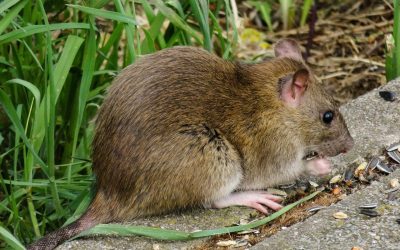 Primăvara aduce nu doar flori și zile mai lungi, ci și o creștere alarmantă a activității rozătoarelor în grădini, o problemă des întâlnită pentru cei care doresc să protejeze culturi, flori sau pur și simplu să păstreze liniștea casei