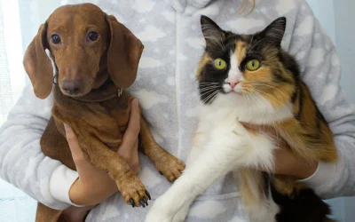 Procurorii români încearcă să limiteze pe viitor posibilitatea unui bărbat de a avea animale de companie, după ce acesta a fost implicat într-un incident de cruzime asupra unui câine