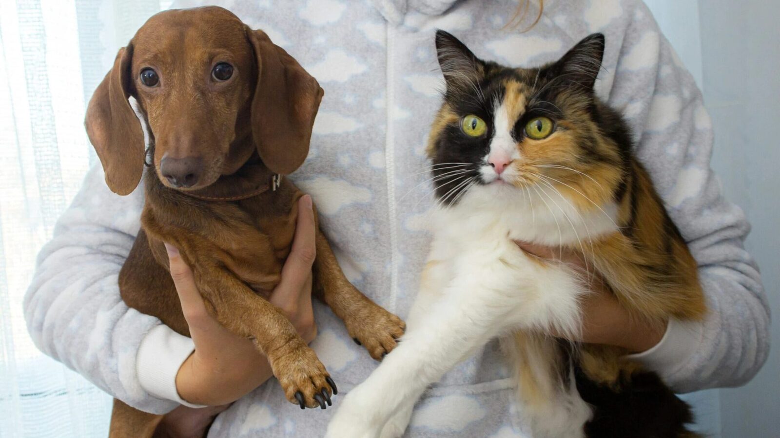 Procurorii români încearcă să limiteze pe viitor posibilitatea unui bărbat de a avea animale de companie, după ce acesta a fost implicat într-un incident de cruzime asupra unui câine