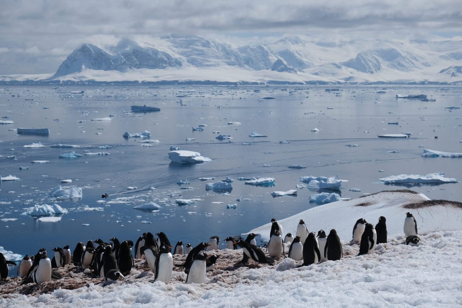 Oceanul Sudic, un vast teren al vieții marine și al proceselor climatice, ascunde încă numeroase mistere, iar cercetările recente aduc în prim-plan un aspect esențial: rolul microproceselor microbiene în reglarea climei globale