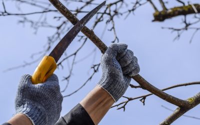 Primăvara aduce cu sine dorința de a reînvia grădina, de a reda viață și culoare plantelor, însă nu tot ce înflorește trebuie să fie tăiat