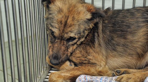 Situația gestionării câinilor fără stăpân în România: blocaje, performanțe și soluții în lumina declarațiilor oficiale Gestionarea câinilor fără stăpân reprezintă în continuare o provocare majoră pentru autoritățile române, iar responsabilitățile sunt împărțite între mai multe instituții și autorități locale