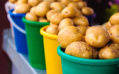 În agricultură, momentul în care alegi să plantezi cartofii poate face diferența între o recoltă modestă și una de succes