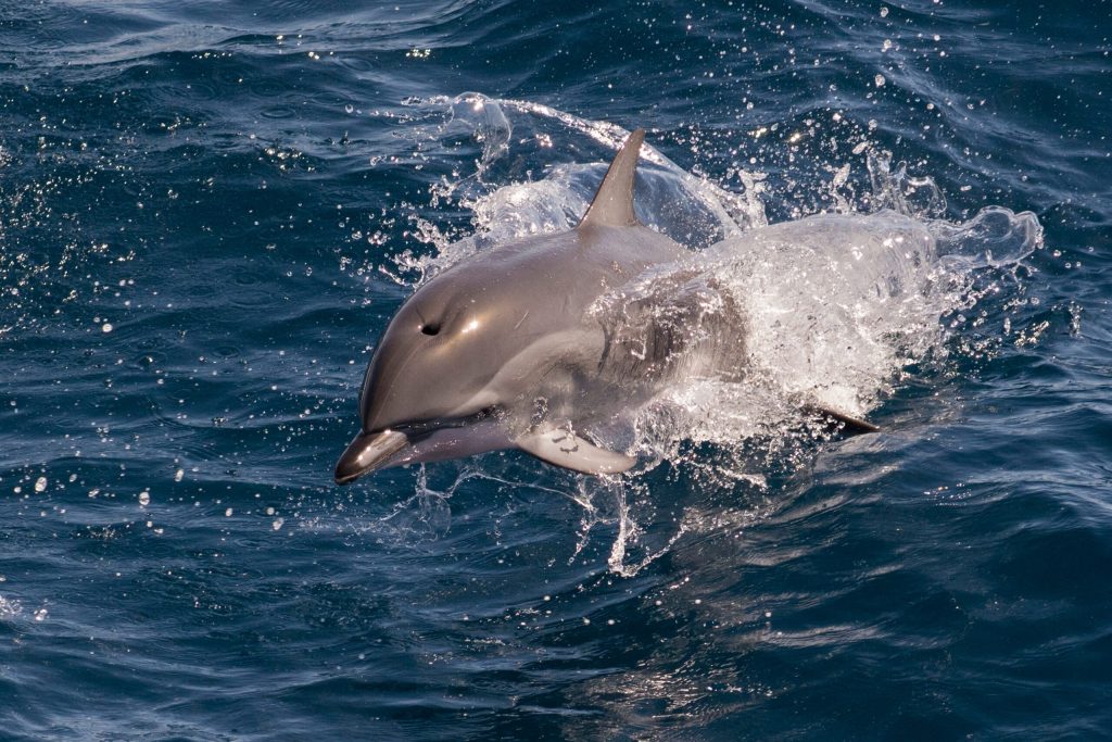 Marea Neagră, un ecosistem vital pentru regiunea sud-est europeană, se află din ce în ce mai aproape de un punct critic, din cauza efectelor devastatoare ale războiului declanșat de Rusia în Ucraina