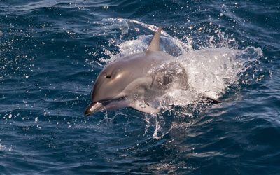 Marea Neagră, un ecosistem vital pentru regiunea sud-est europeană, se află din ce în ce mai aproape de un punct critic, din cauza efectelor devastatoare ale războiului declanșat de Rusia în Ucraina