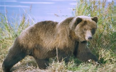 Un bărbat de 58 de ani a fost grav rănit duminică după-amiază într-un atac surpriză al unui urs, în pădurea situată între localitățile Torba, din comuna Măgherani, și Abud, din comuna Ghindari