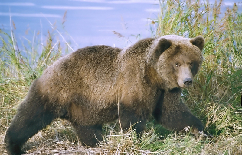 Un bărbat de 58 de ani a fost grav rănit duminică după-amiază într-un atac surpriză al unui urs, în pădurea situată între localitățile Torba, din comuna Măgherani, și Abud, din comuna Ghindari