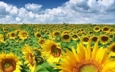 România a depășit 1 milion de tone la exportul de uleioase, lider UE în 2023