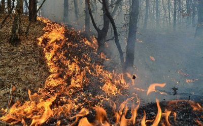Seceta extremă și temperaturile ridicate favorizează incendiile de vegetație în Maramureș, pompierii acționând pe mai multe fronturi Maramureșul se află în plină criză de incendii de vegetație, situație alimentată de temperaturile ridicate și seceta persistentă