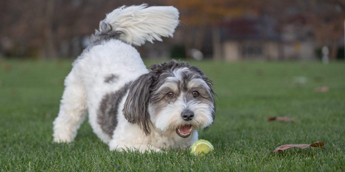 Ce înseamnă evitarea privirii de către câini: explicații clare despre limbajul canin