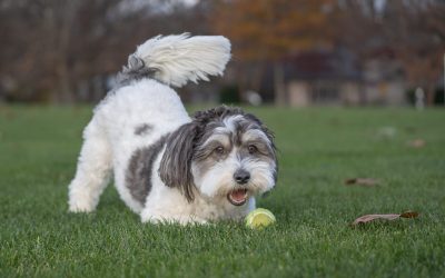 Limbajul câinilor, mai complex decât pare la prima vedere, ascunde o serie de subtilități atât de fine încât doar cei familiarizați cu comportamentul patrupedelor le pot descifra cu adevărat